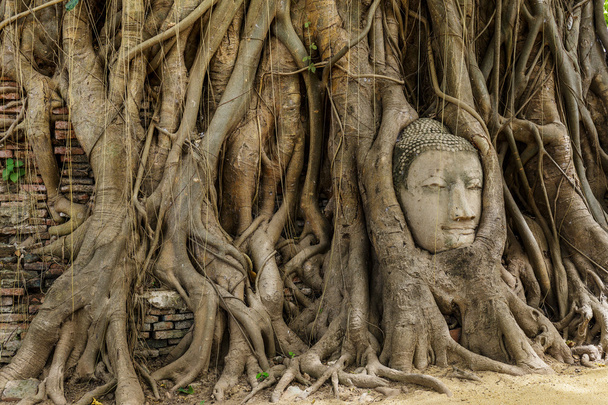 Будда голова в старом дереве
 - Фото, изображение