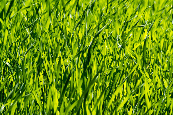 das Gras ist grün, der Rasen ist nicht gestutzt, die jungen Triebe - Foto, Bild