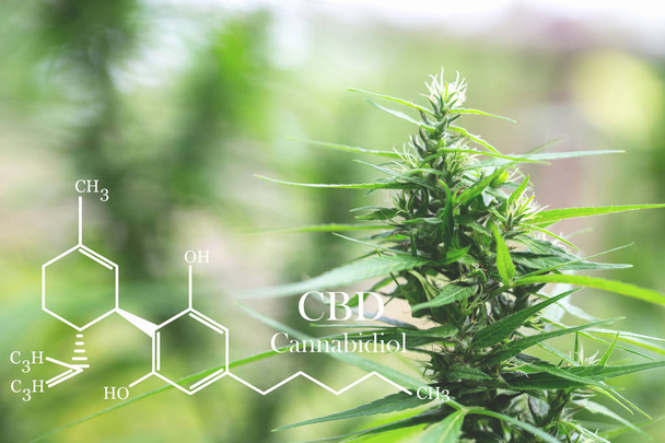 cannabinoides en elementos CBD de marihuana, investigando extracto de aceite de cáñamo
 - Foto, Imagen