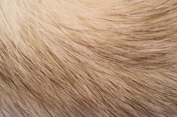 Texture background, pattern. Fox fur, Polar fox with valuable fu - 写真・画像