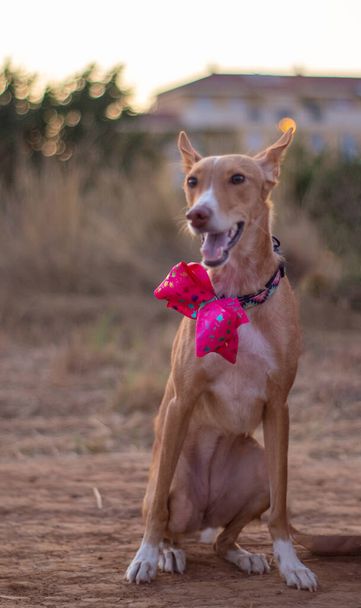 kutya modellezés a kamera csokornyakkendővel - Fotó, kép