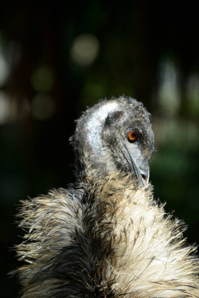 EMU - Fotó, kép
