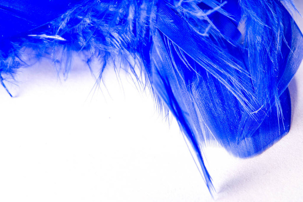Textura, fundo, desenho. pássaro de penas pintado de azul. Um wonde.
 - Foto, Imagem