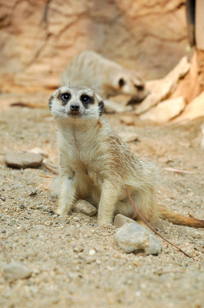 meerkat è un animale panico
  - Foto, immagini