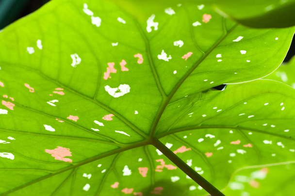 underside of the leaves - Photo, Image