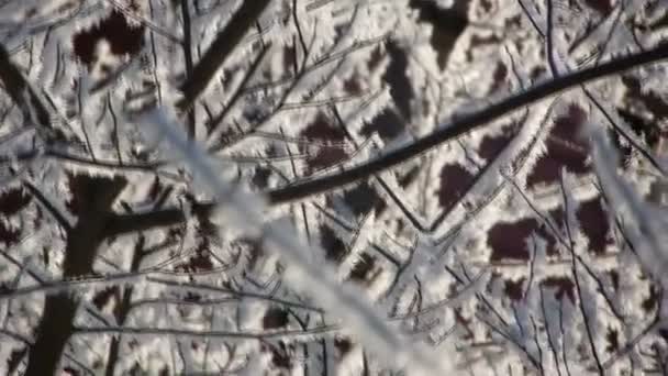 frosty patterns on the branches of a tree - Video, Çekim