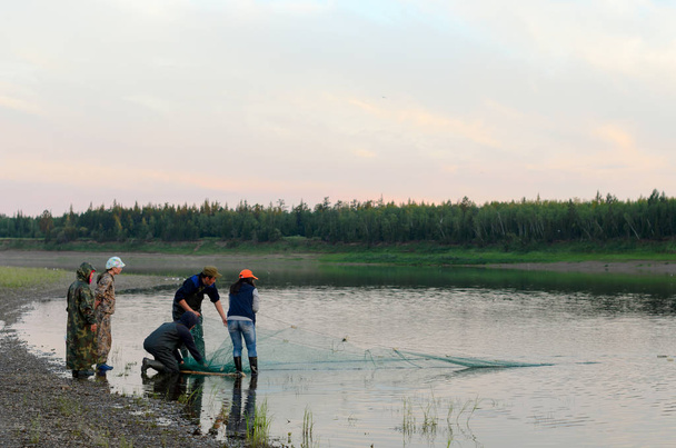Um grupo de jovens amigos Yakut meninas e homens no Norte puxar para fora uma rede de captura local tugun peixe ao pôr do sol
. - Foto, Imagem
