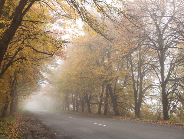 Foggy autumn road. - Фото, изображение
