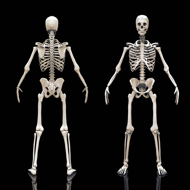 Human Skeleton bones anatomy structure of the human body isolated - 3d render - Photo, Image