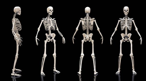 Emberi csontváz csontok anatómia szerkezete az emberi test izolált - 3d render - Fotó, kép