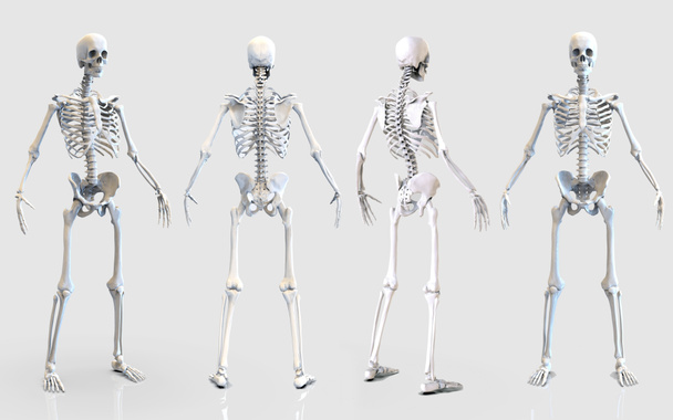 Ανθρώπινος σκελετός οστά δομή ανατομία του ανθρώπινου σώματος απομονωμένο - 3d καθιστούν - Φωτογραφία, εικόνα