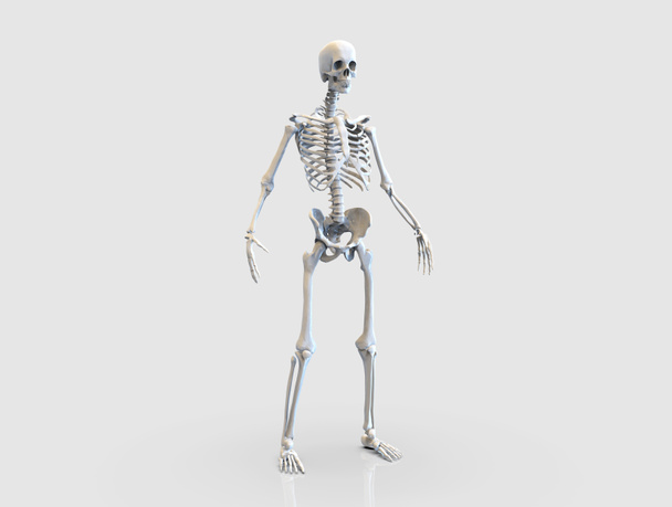 Human Skeleton bones anatomy structure of the human body isolated - 3d render - Photo, Image