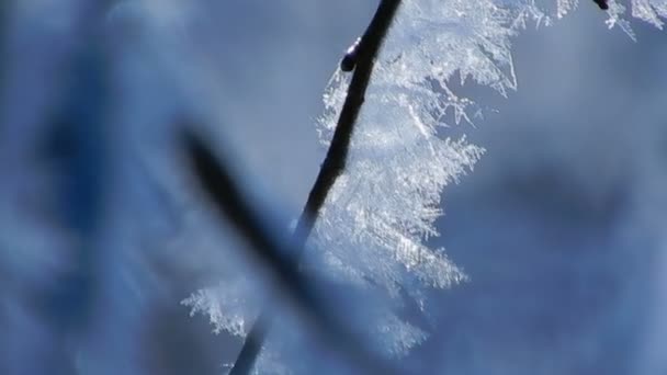 padrões gelados nos ramos de uma árvore
 - Filmagem, Vídeo