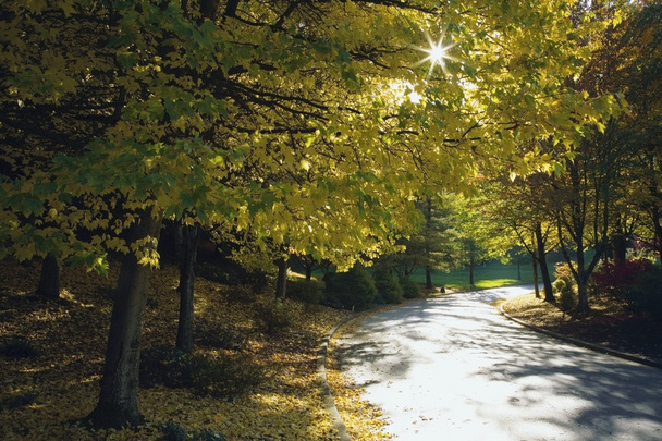 Road Among Autumn Trees - Фото, зображення