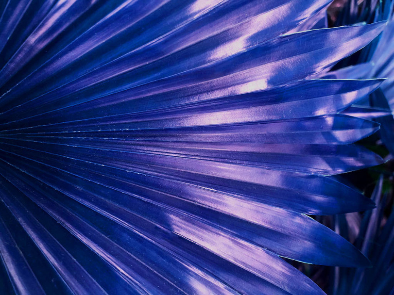 Beautiful violet palma leaf background. - Фото, зображення