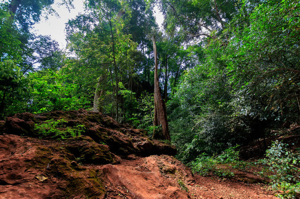 Sabahları tropikal bir orman. - Fotoğraf, Görsel