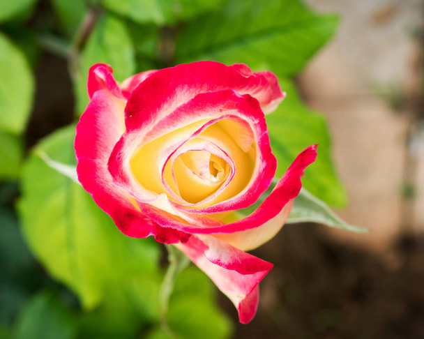 υγρό κόκκινο και απαλό κίτρινο τριαντάφυλλο λουλούδι closeup στον κήπο, top view - Φωτογραφία, εικόνα