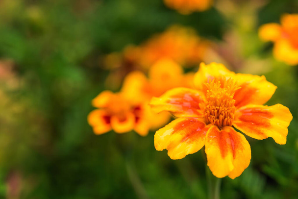Horizontal greeting card with tagetes flower - Photo, Image