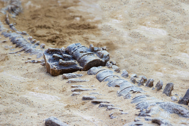 replika skamieniałości dinozaura na piasku do nauki   - Zdjęcie, obraz