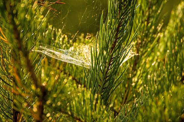 spider web between conifers in autumnal light - 写真・画像