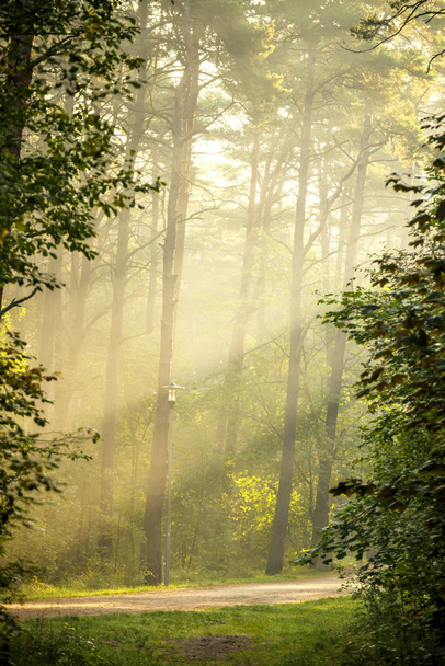 Ліс на узбережжі Балтійського моря в Польщі з променями світла. - Фото, зображення
