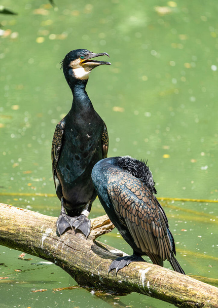 The great cormorant, Phalacrocorax carbo sitting on a branch - Photo, Image
