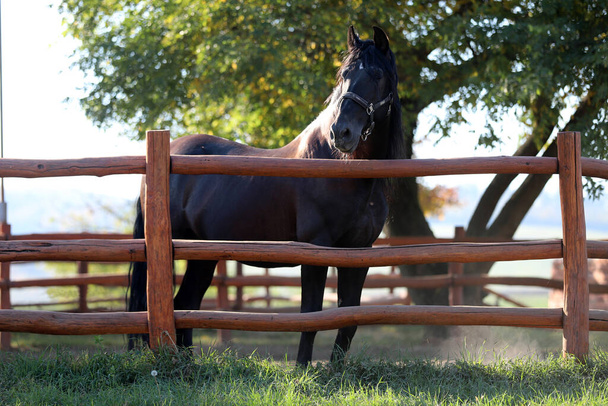 Young stallion looking over the corral fence  - 写真・画像