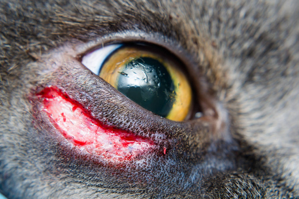 chirurgie de l'entropion dans la race britannique de chat à poil court
 - Photo, image