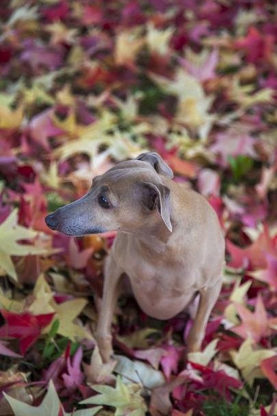 Маленькая собака осенью
 - Фото, изображение