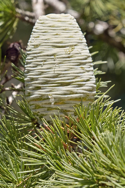 female cone of himalayan cedar - Photo, Image