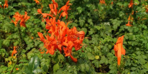 テコマ・カペンソルケープ・ハニーサックルは植物を開花させる種で、オレンジ色の花が自然の美しさを高めています。. - 写真・画像