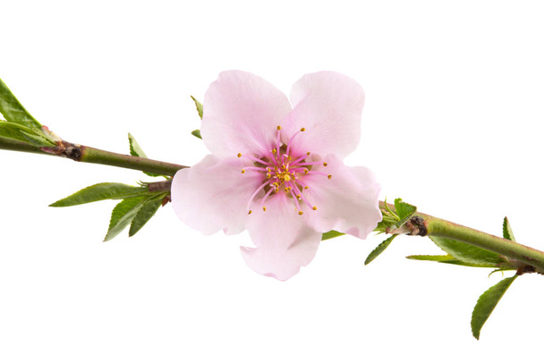 Sakura flores aisladas
  - Foto, imagen