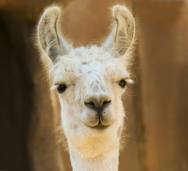 Un portrait rapproché d'un lama blanc
 - Photo, image