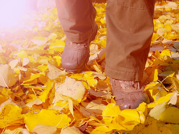 Осенний фон. Цветные листья в парке повсюду
 - Фото, изображение