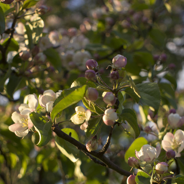 リンゴの木の花。通常花弁から鮮やかな色の花冠に囲まれた生殖器で構成される植物の種子を支える部分は - 写真・画像
