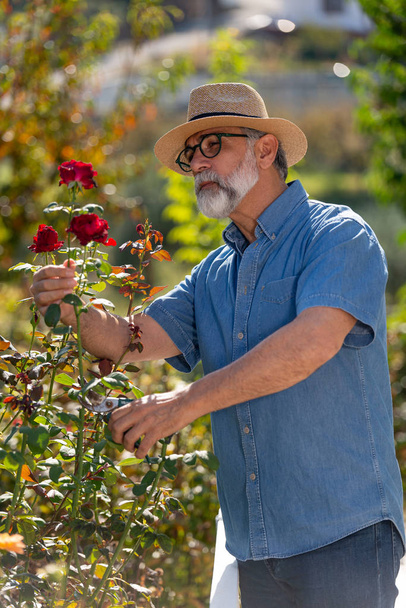 Jardineiro maduro corta rosas. Jardineiro homem cuidando de belas rosas
. - Foto, Imagem