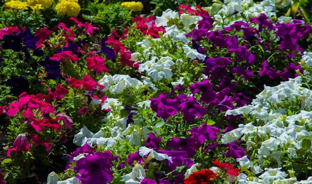 Paysage floral apporte une émeute de couleur dans les rues de la ville, Cit
 - Photo, image