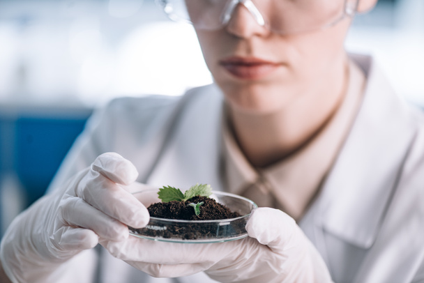 cropped view of biochemist holding glass with ground and green leaves  - Foto, afbeelding