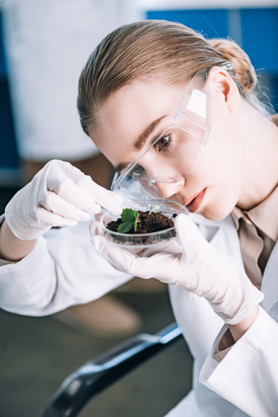 attraente biochimico in occhiali guardando pianta verde
  - Foto, immagini