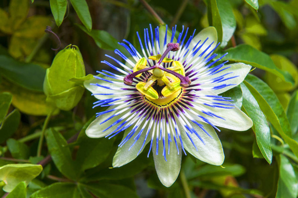 Passiflora caerulea, niebieski kwiat namiętności, niebieski kwiat namiętności lub wspólny kwiat namiętności, Japonia. Kwiat jest przezwyciężony przez koronę fioletowych i niebieskich włókien, Japonia. - Zdjęcie, obraz