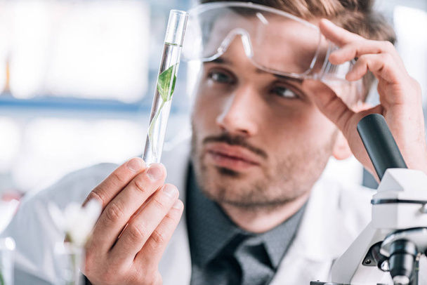 selective focus of handsome biochemist touching goggles and looking a test tube with green plant  - Foto, Imagem