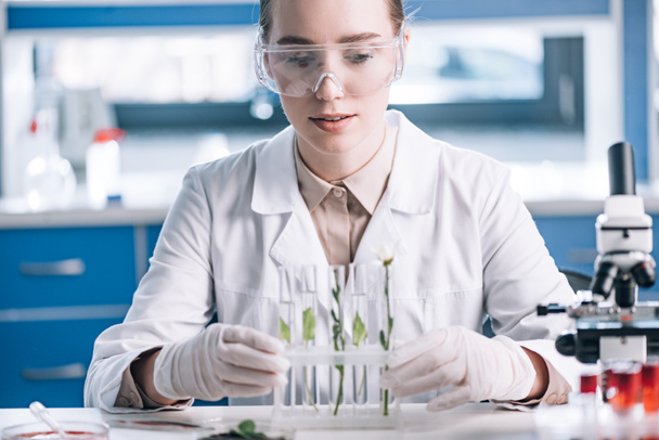 enfoque selectivo de bioquímico atractivo en gafas que buscan tubos de ensayo con plantas pequeñas cerca del microscopio
  - Foto, Imagen