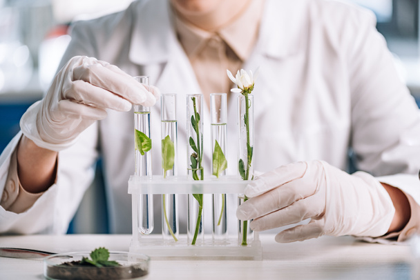 vue recadrée du biochimiste dans des gants en latex touchant le tube à essai avec une petite plante
  - Photo, image