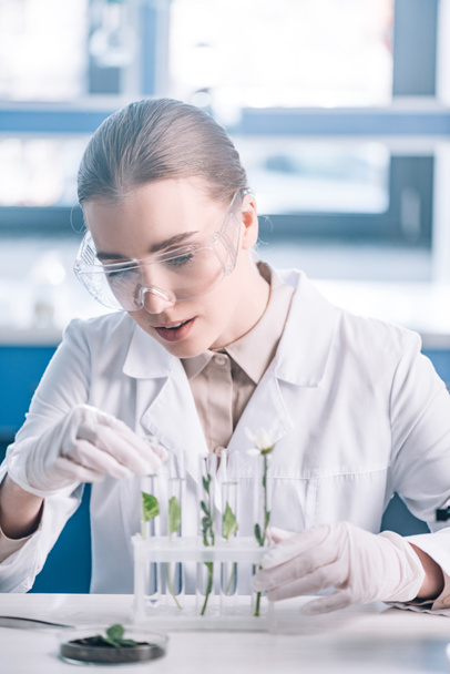 foyer sélectif du beau biochimiste dans les lunettes à la recherche d'un tube à essai avec de petites plantes près du microscope
  - Photo, image