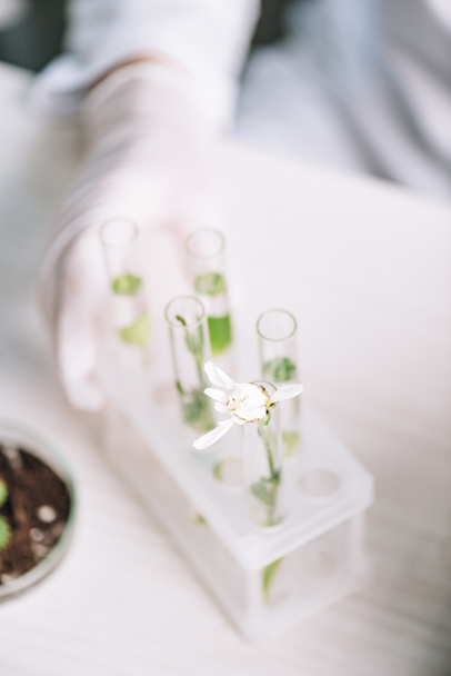 bijgesneden weergave van biochemicus in latex handschoen in de buurt van bloemen en planten in reageerbuizen  - Foto, afbeelding