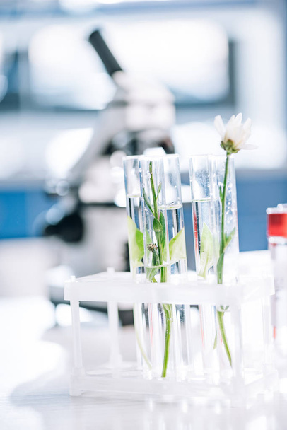 selective focus of blooming flower near green leaves in test tubes - Foto, Imagen
