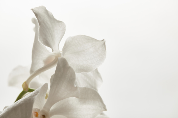 vista de cerca de la flor de la orquídea aislada en blanco
 - Foto, imagen