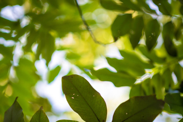 Анотація, природа Зелене листя фону і красиві шпалери
. - Фото, зображення