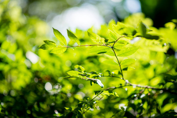 Анотація, природа Зелене листя фону і красиві шпалери
. - Фото, зображення