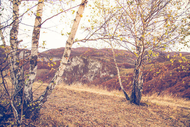 Podzimní pozadí s březovým stromem - Fotografie, Obrázek